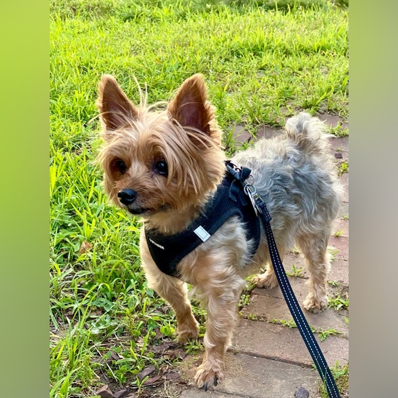 I❤️Rusty🐶!!!! - Picture 2 of 2